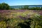 Blossoming steppe grass sage SÄlvia officinÄlis on the field, overlooking the river